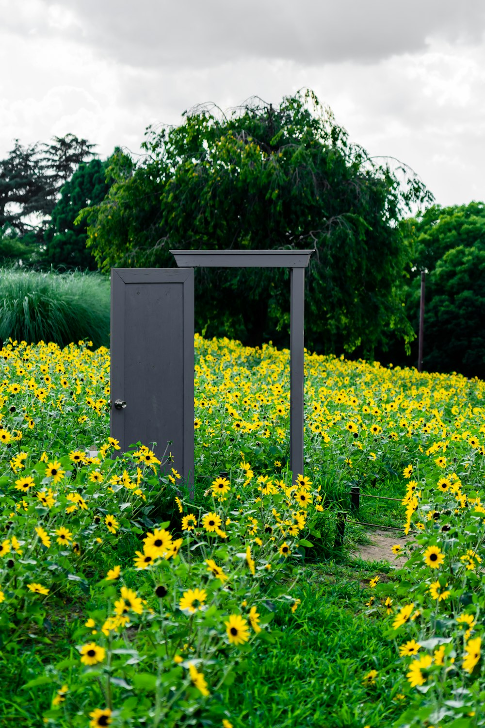 yellow flower field near green trees during daytime