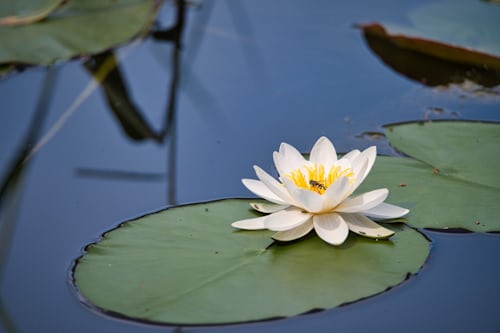 lily flower
