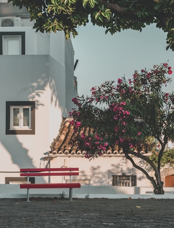 A peaceful outdoor scene with a wooden bench under a blooming tree, bathed in golden afternoon light.