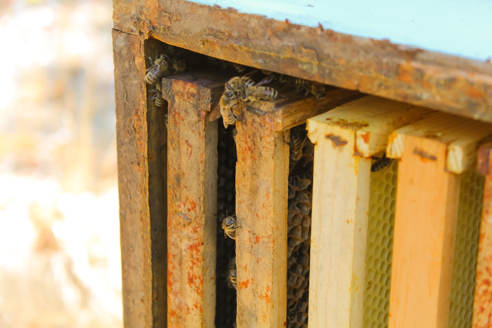 brown wooden fence during daytime