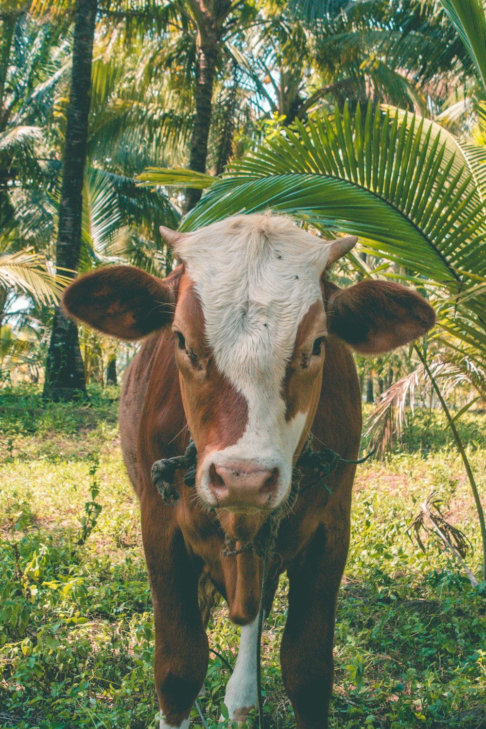 brown and white cow eating grass during daytime