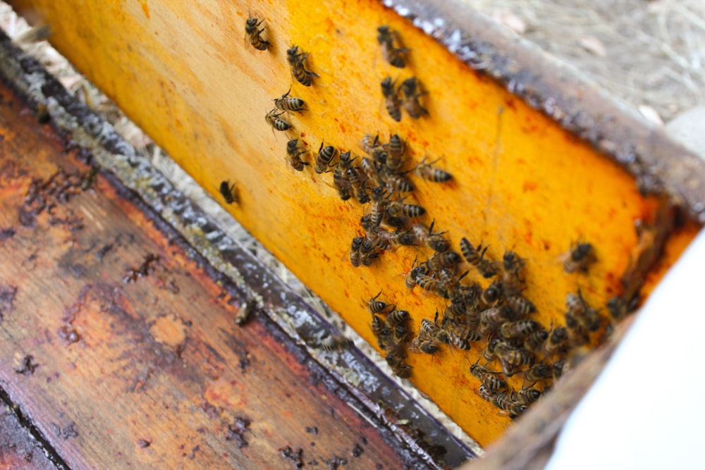 yellow and black bee on brown wooden surface