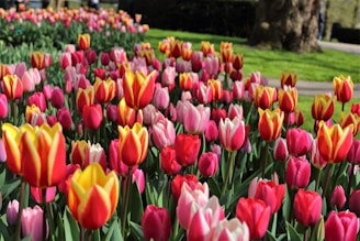 pink and yellow tulips in a garden