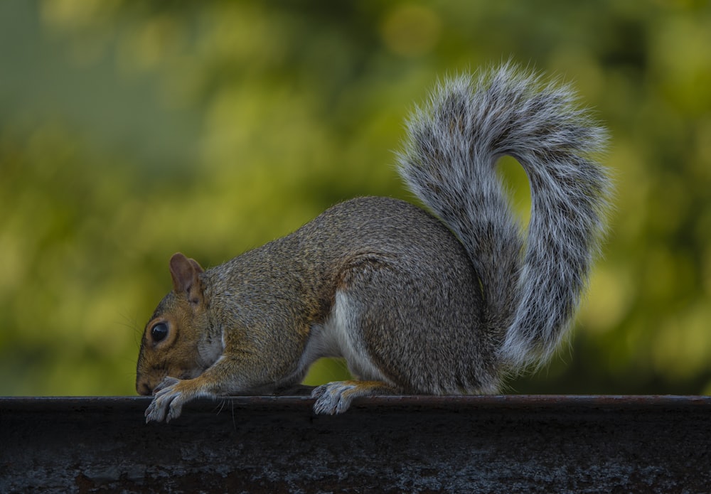 gray squirrel on brown wooden surface during daytime