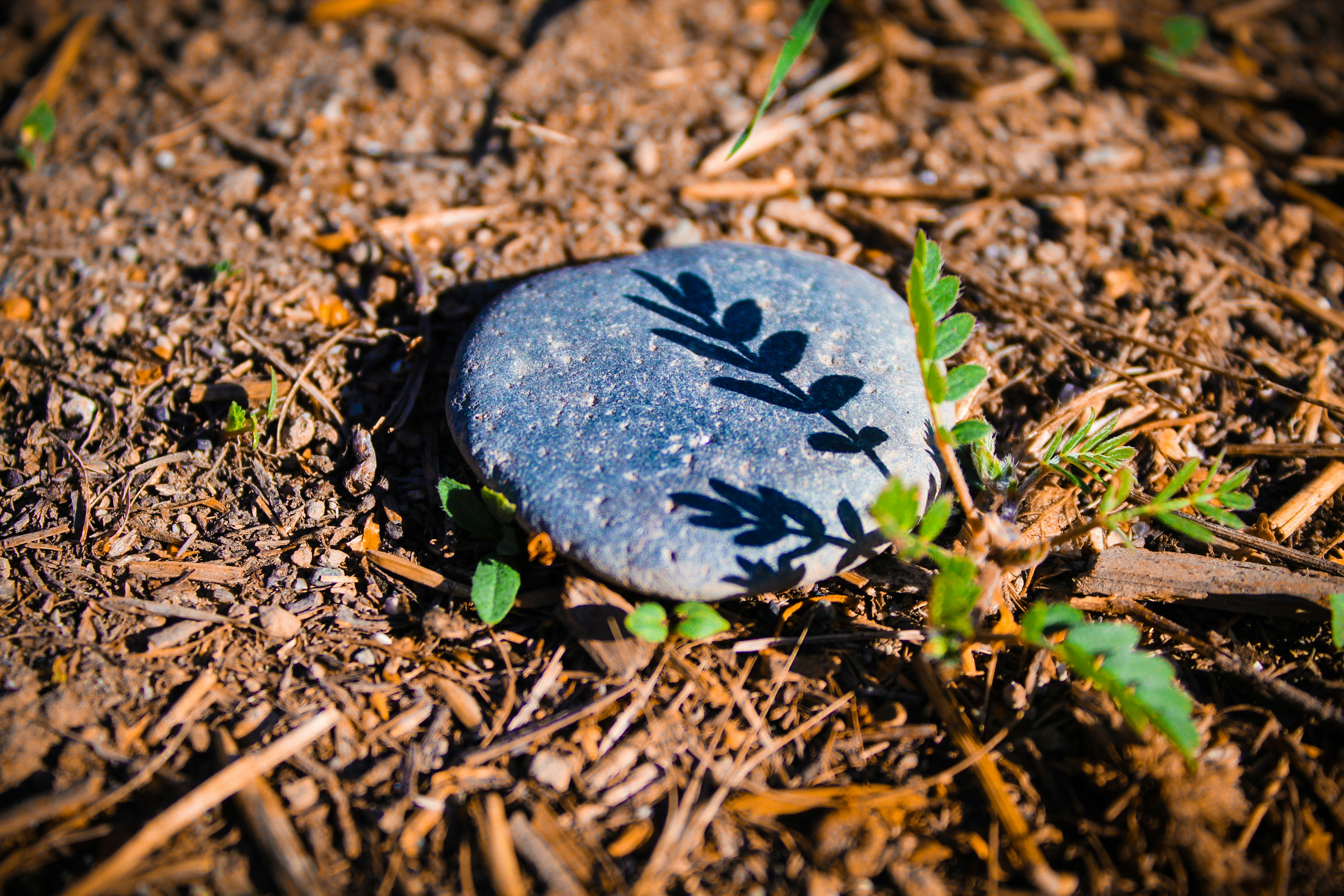 black and white round stone on brown soil