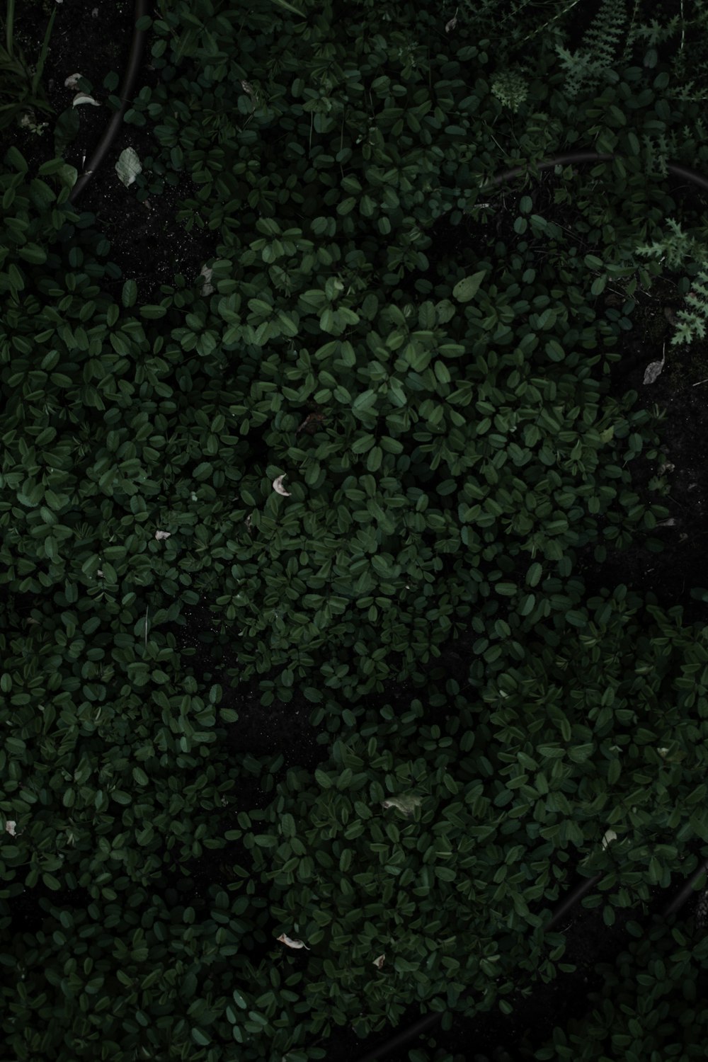 green leaves on brown soil