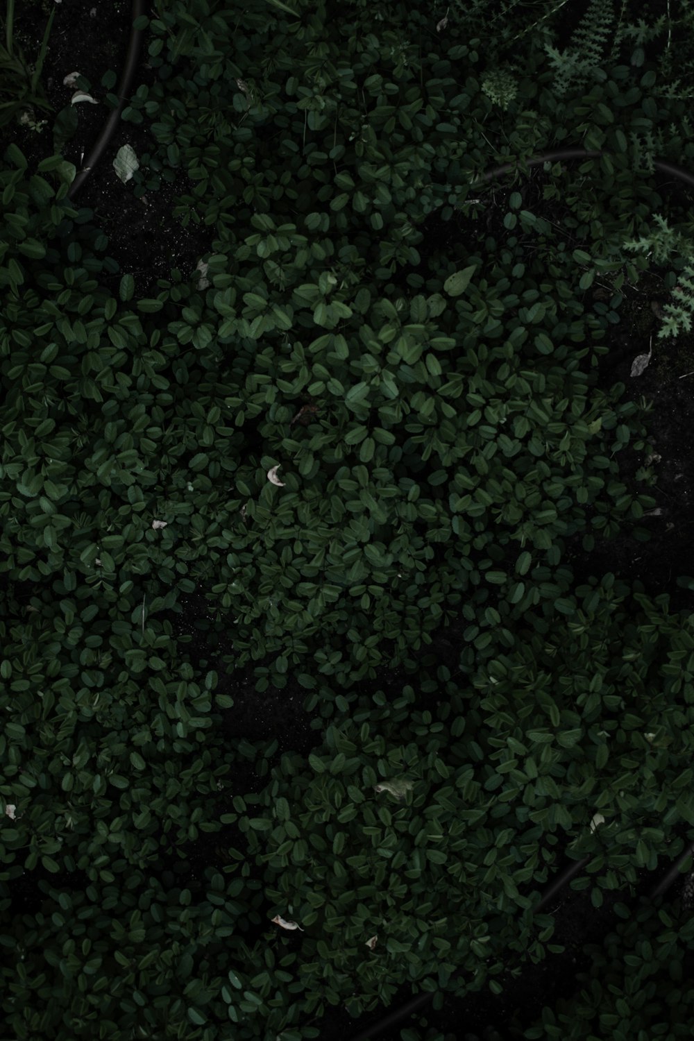 feuilles vertes sur sol brun