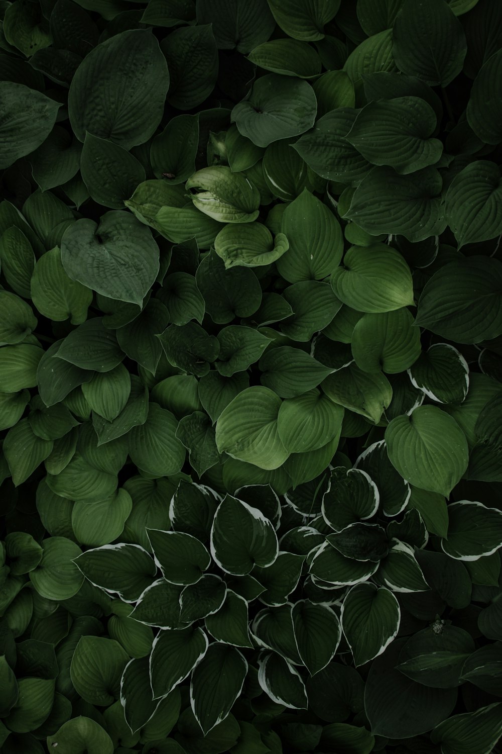 green leaves plant during daytime