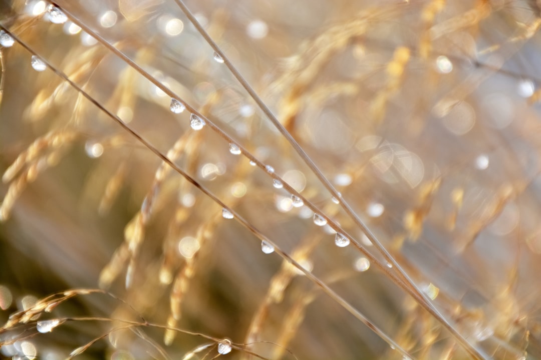 water droplets on brown grass during daytime