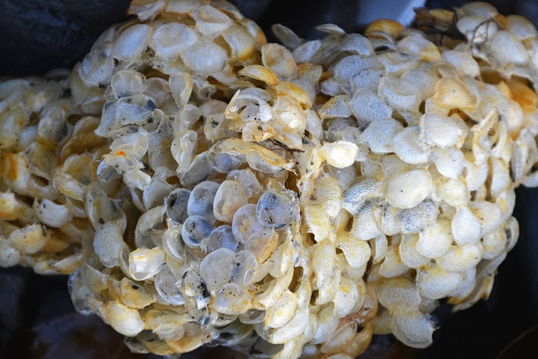 white and yellow flower petals