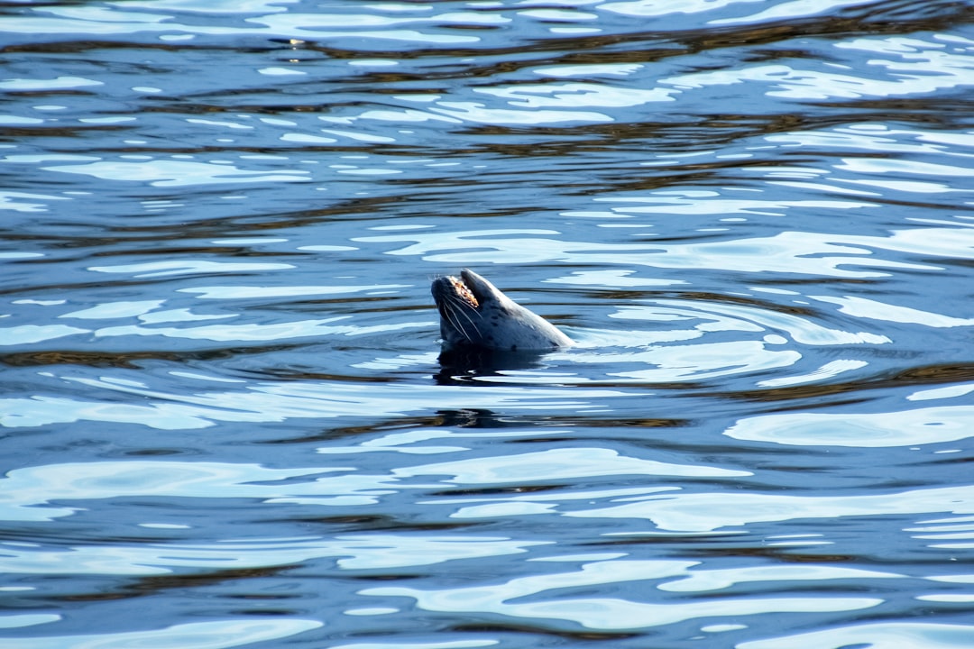 black and white seal on water