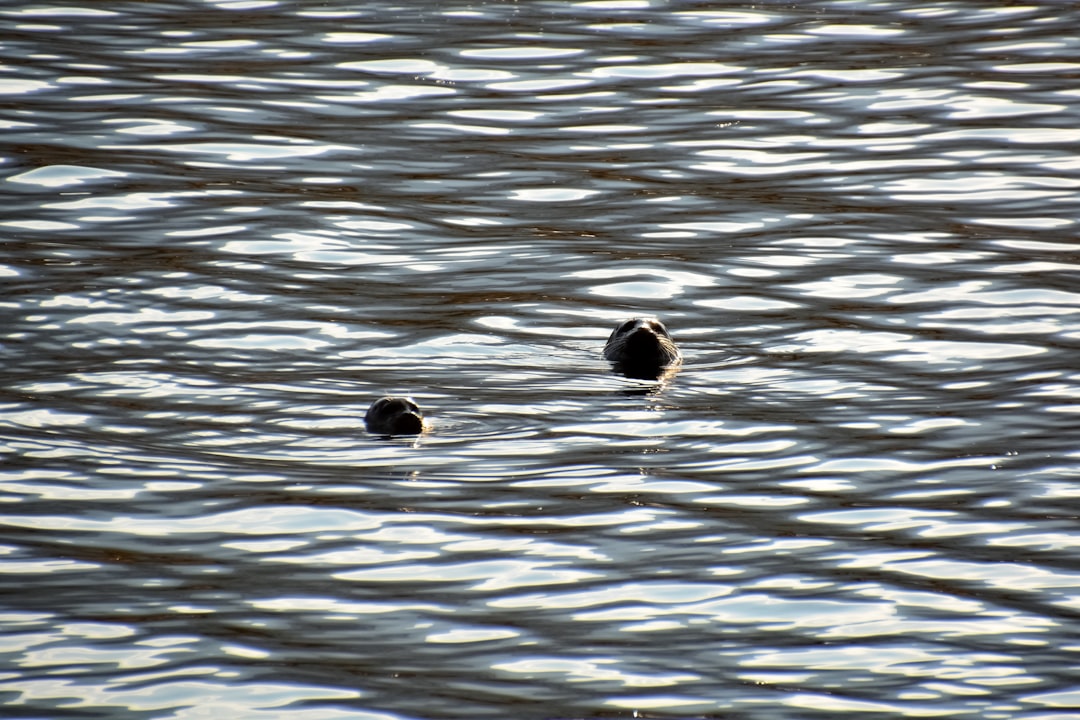 brown and black stones on water