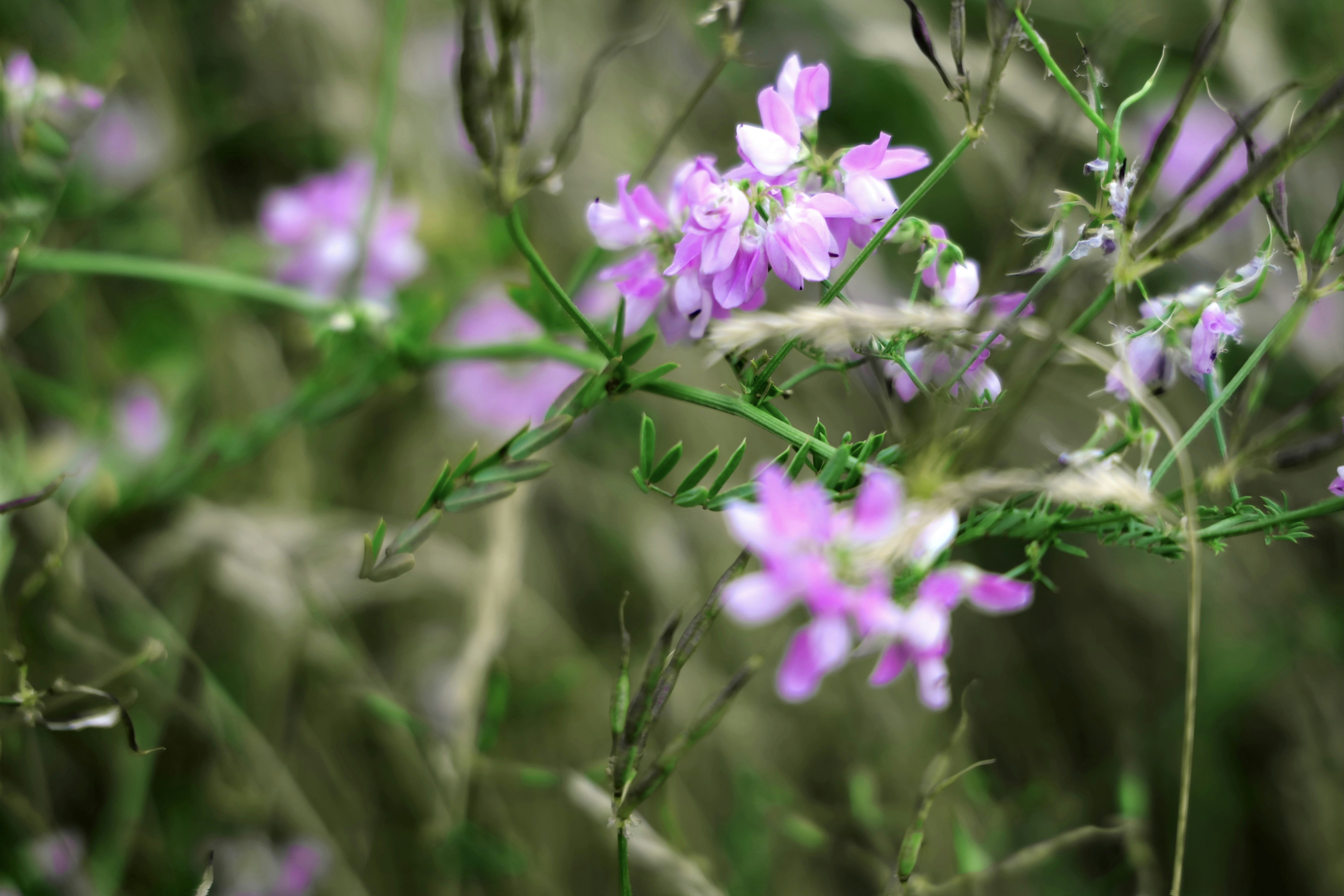 Photo by tranocanotlaugh