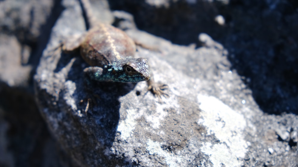 brown and blue lizard on gray rock