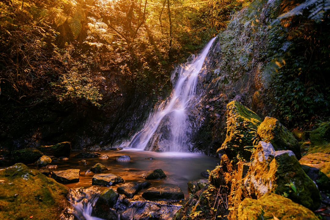 water falls in the middle of the forest