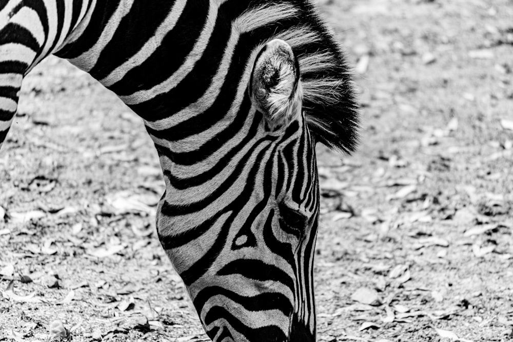 zebra walking on dirt ground during daytime