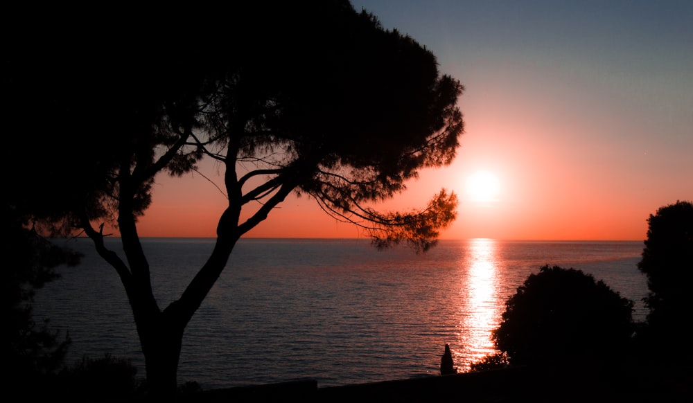 silhouette of trees near body of water during sunset