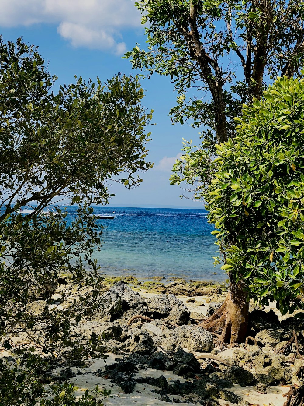 green tree on beach shore during daytime