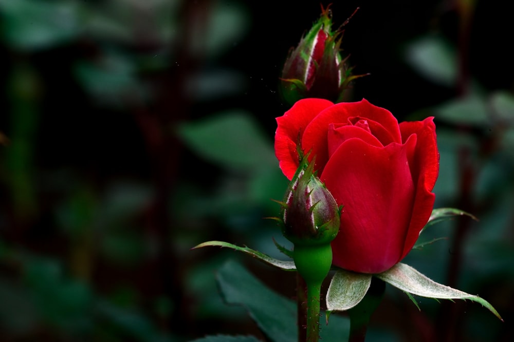 red rose in bloom during daytime