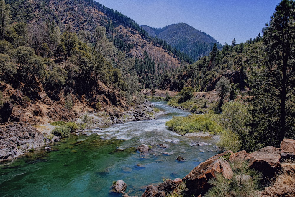 green trees near river during daytime