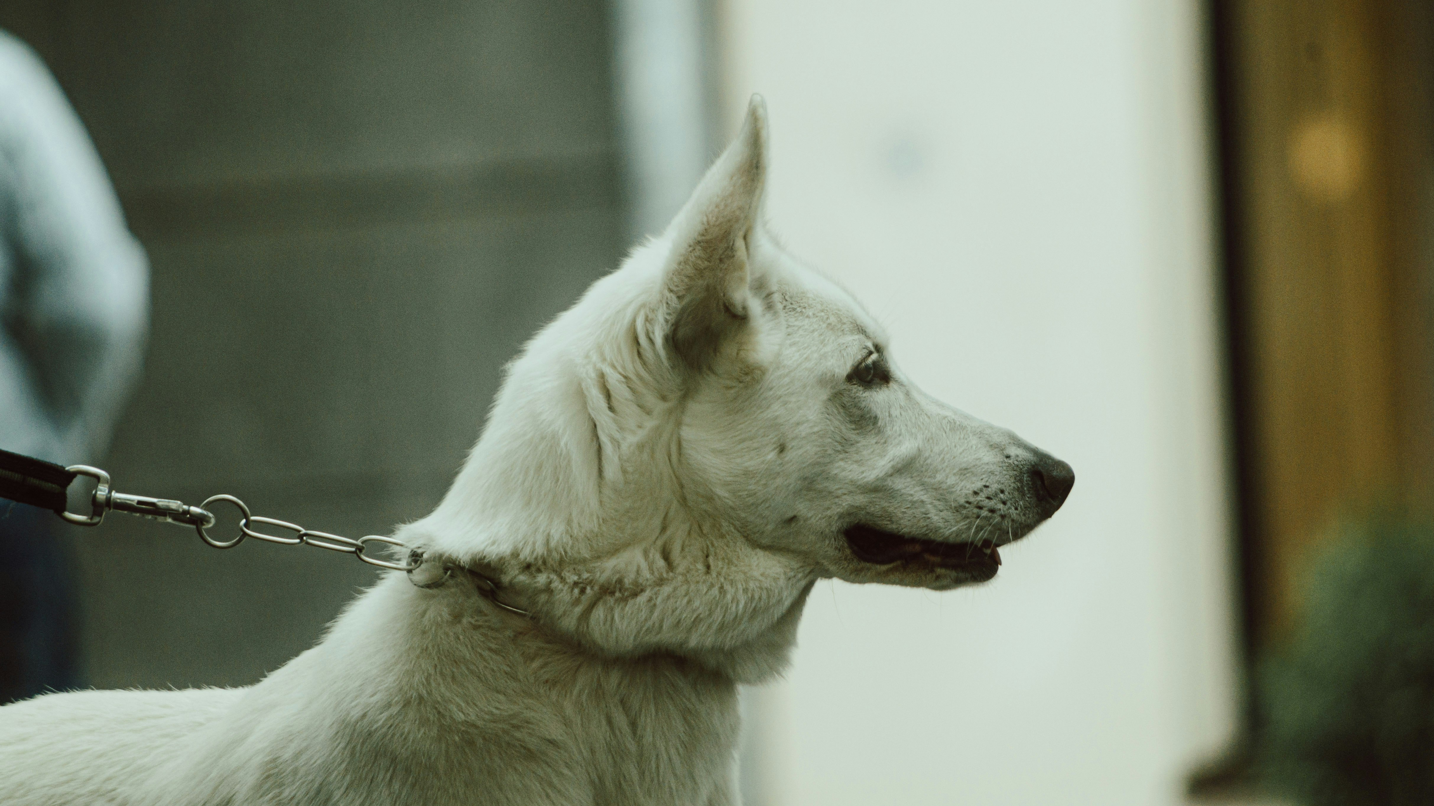 white short coated dog with black leash