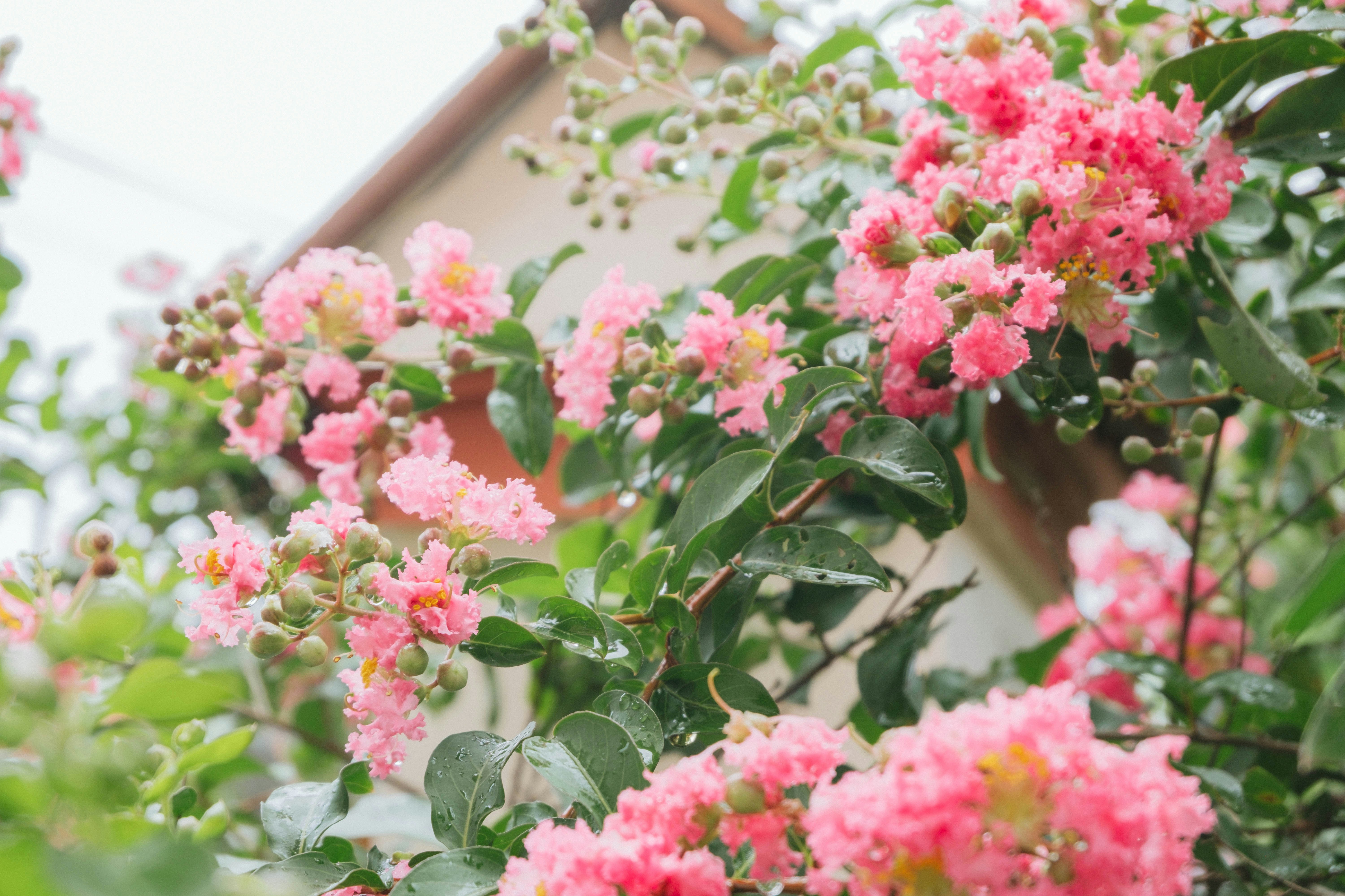 pink and white flowers during daytime