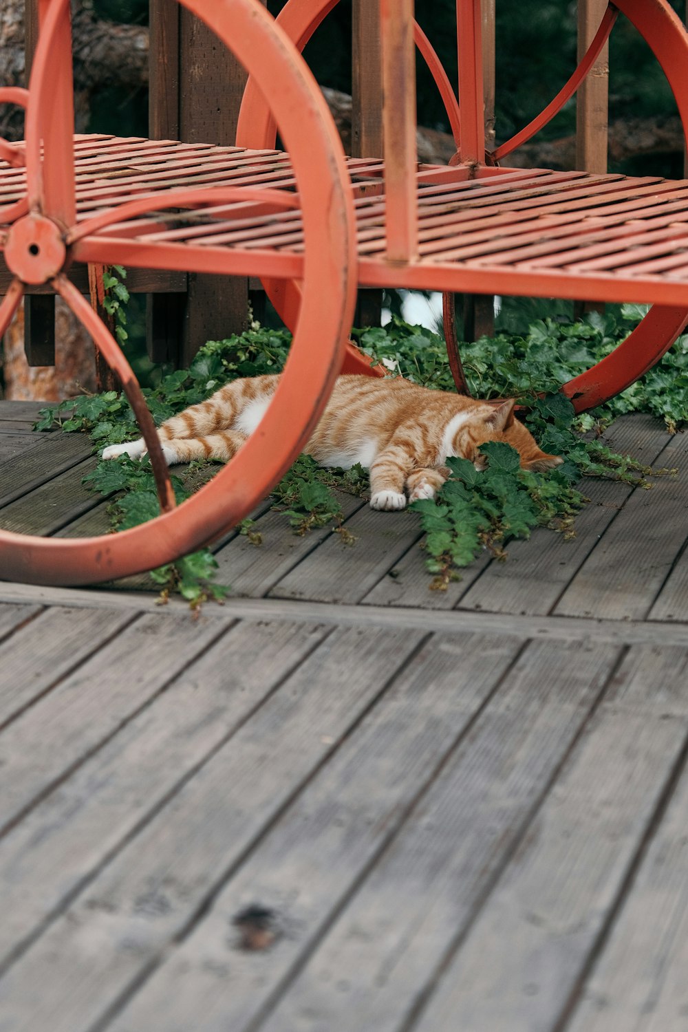 orange tabby cat lying on brown wooden floor