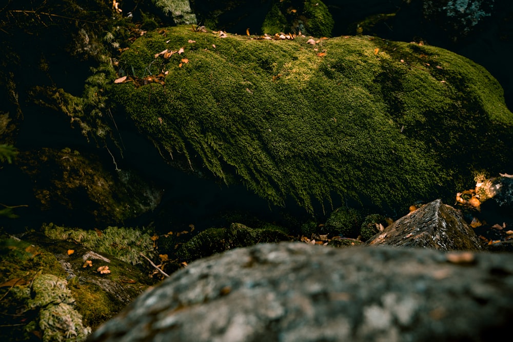 green moss on gray rock