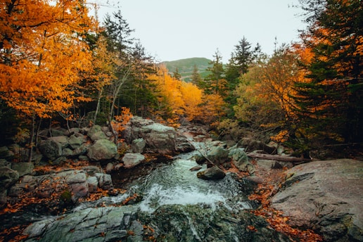 river in the middle of forest during daytime