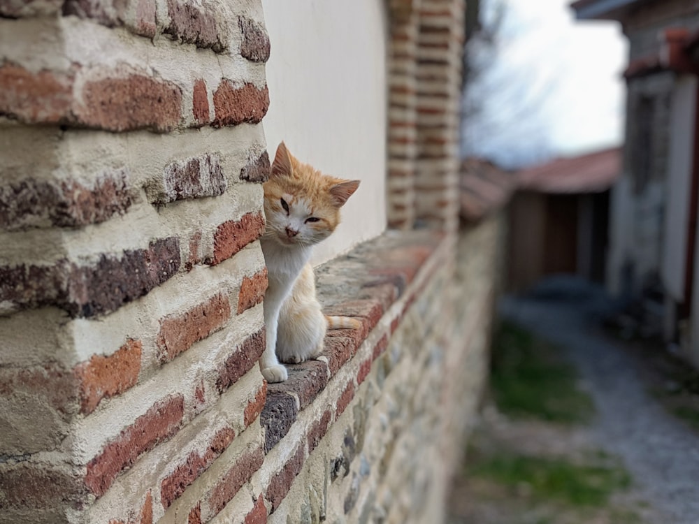 orange and white cat on brown brick wall during daytime