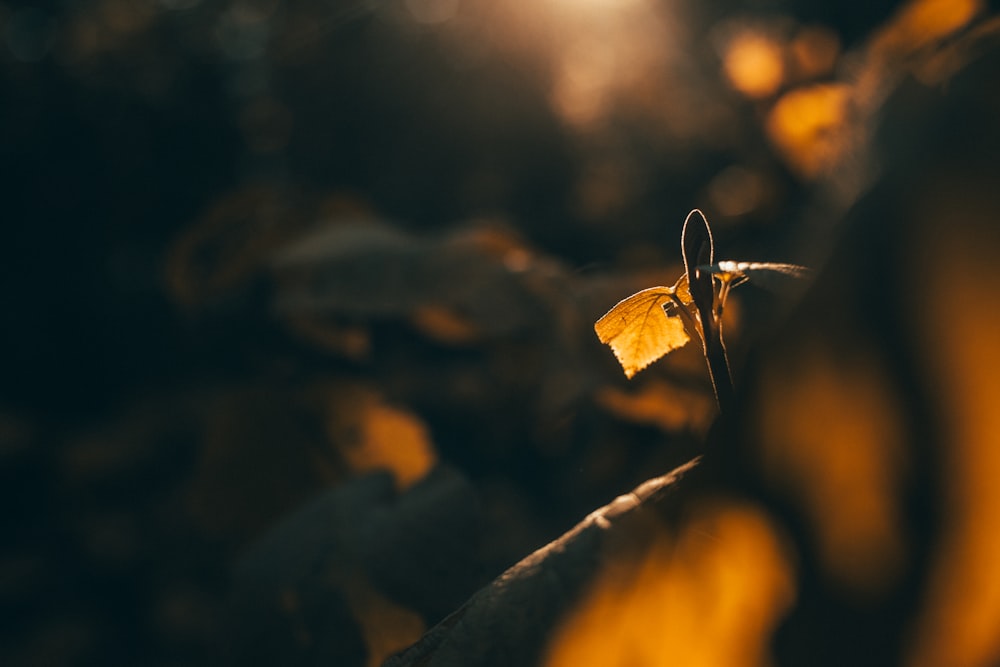 yellow leaf in tilt shift lens