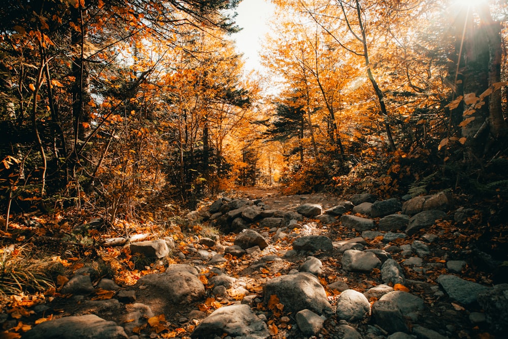 brown trees and rocks on river