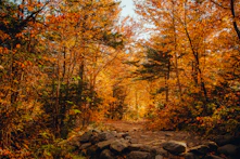 brown trees on rocky ground during daytime