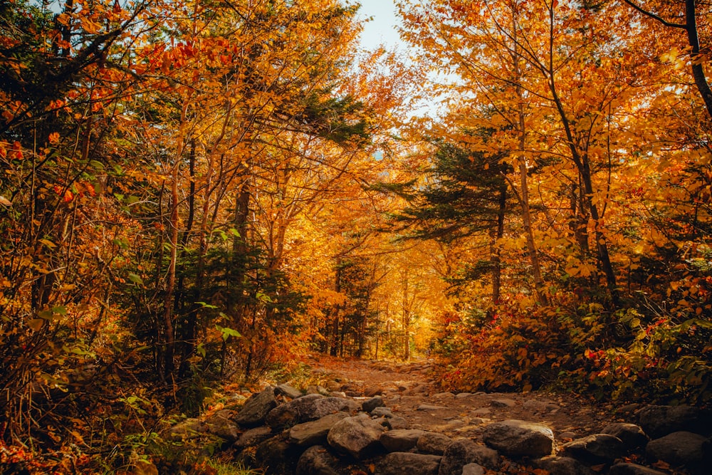 brown trees on rocky ground during daytime