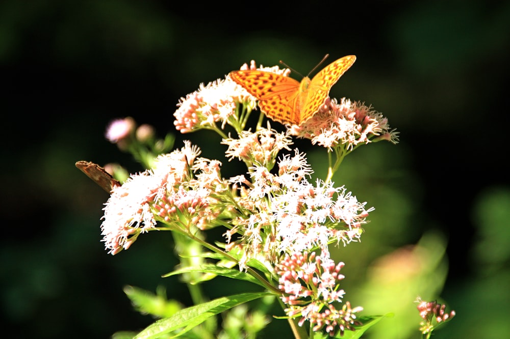 brown butterfly perched on white flower during daytime