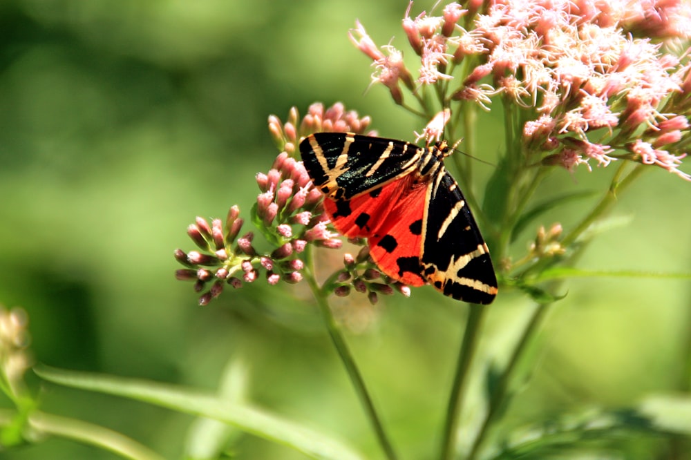 orange and black butterfly perched on pink flower