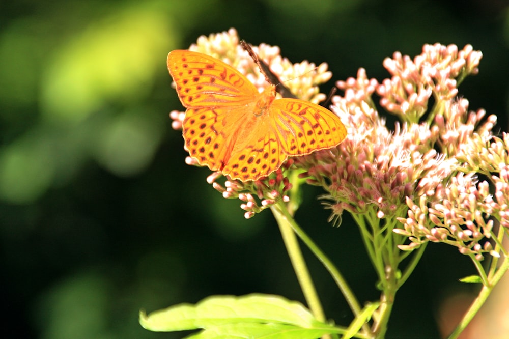 Orangefarbener Schmetterling sitzt tagsüber auf rosa Blume in Nahaufnahmen