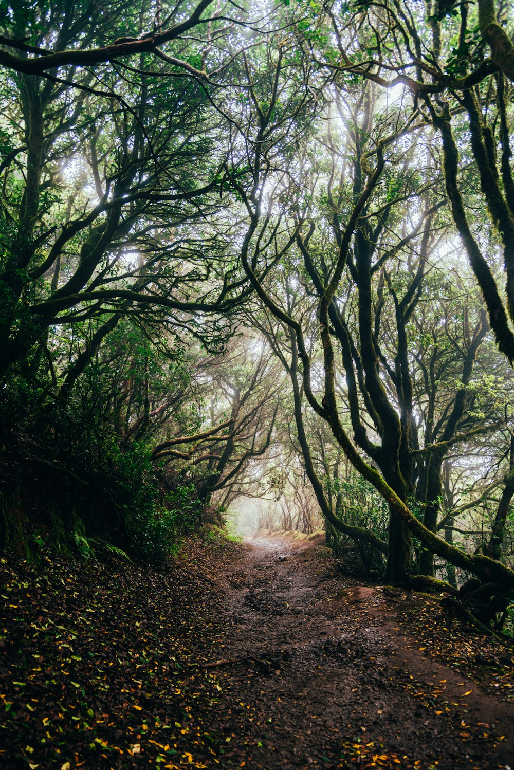 un sentiero sterrato circondato da alberi e foglie