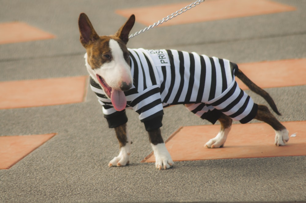 black and white short coated dog wearing black and white striped shirt
