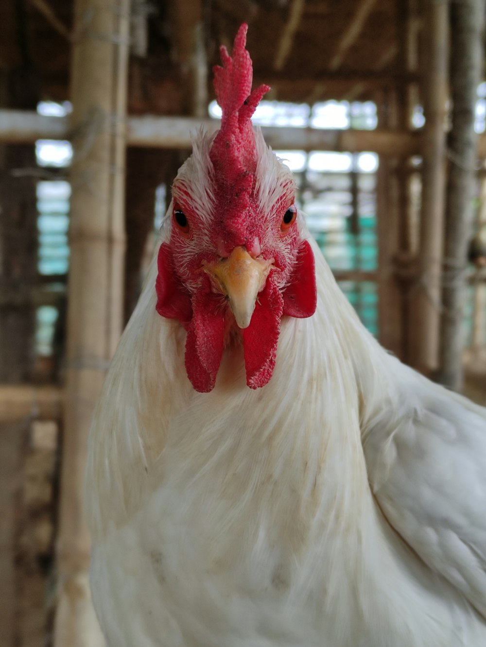 poulet blanc en cage pendant la journée