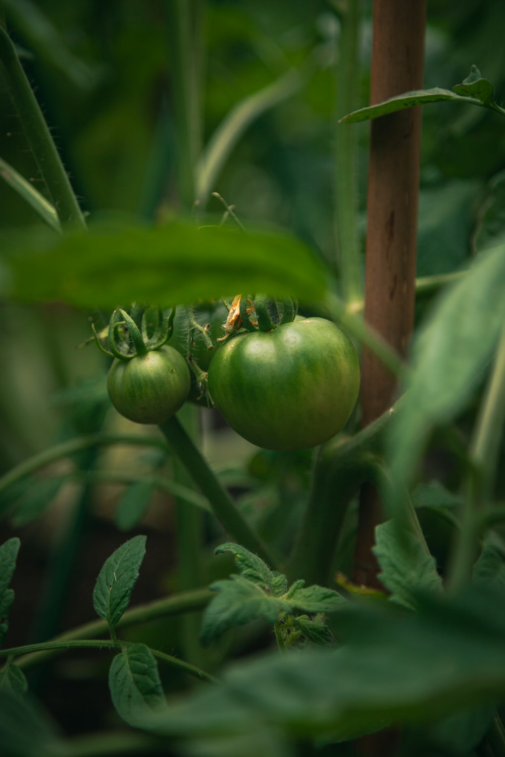 green round fruit in close up photography