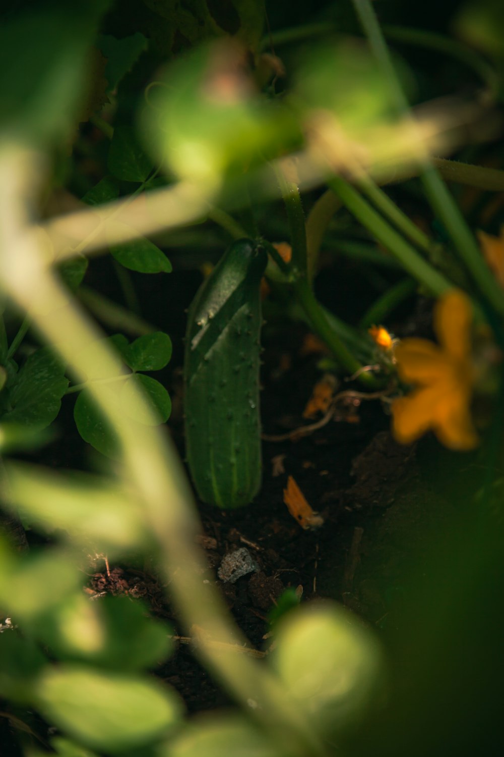 green plant beside white metal fence