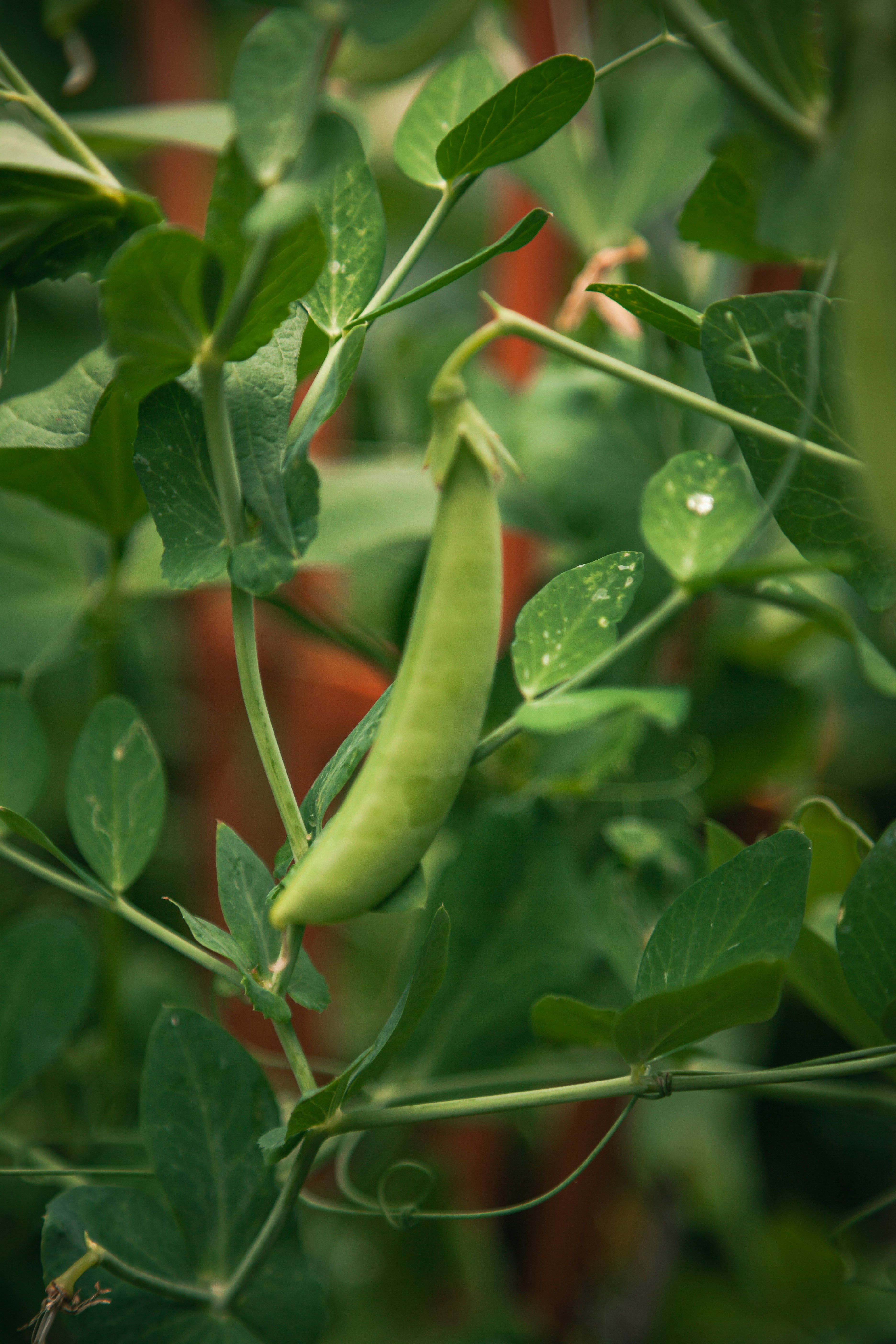 4 Decisions To Agriculture