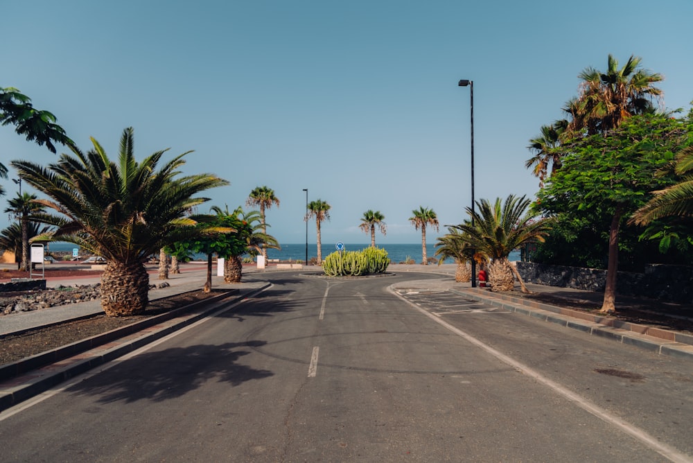 palm trees on gray asphalt road during daytime