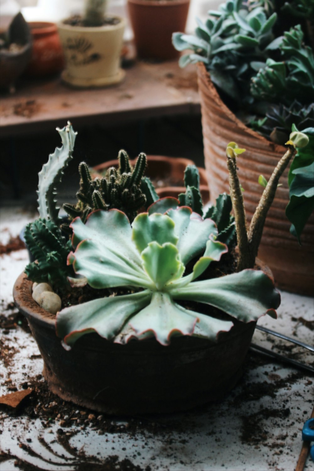 green plant on black pot