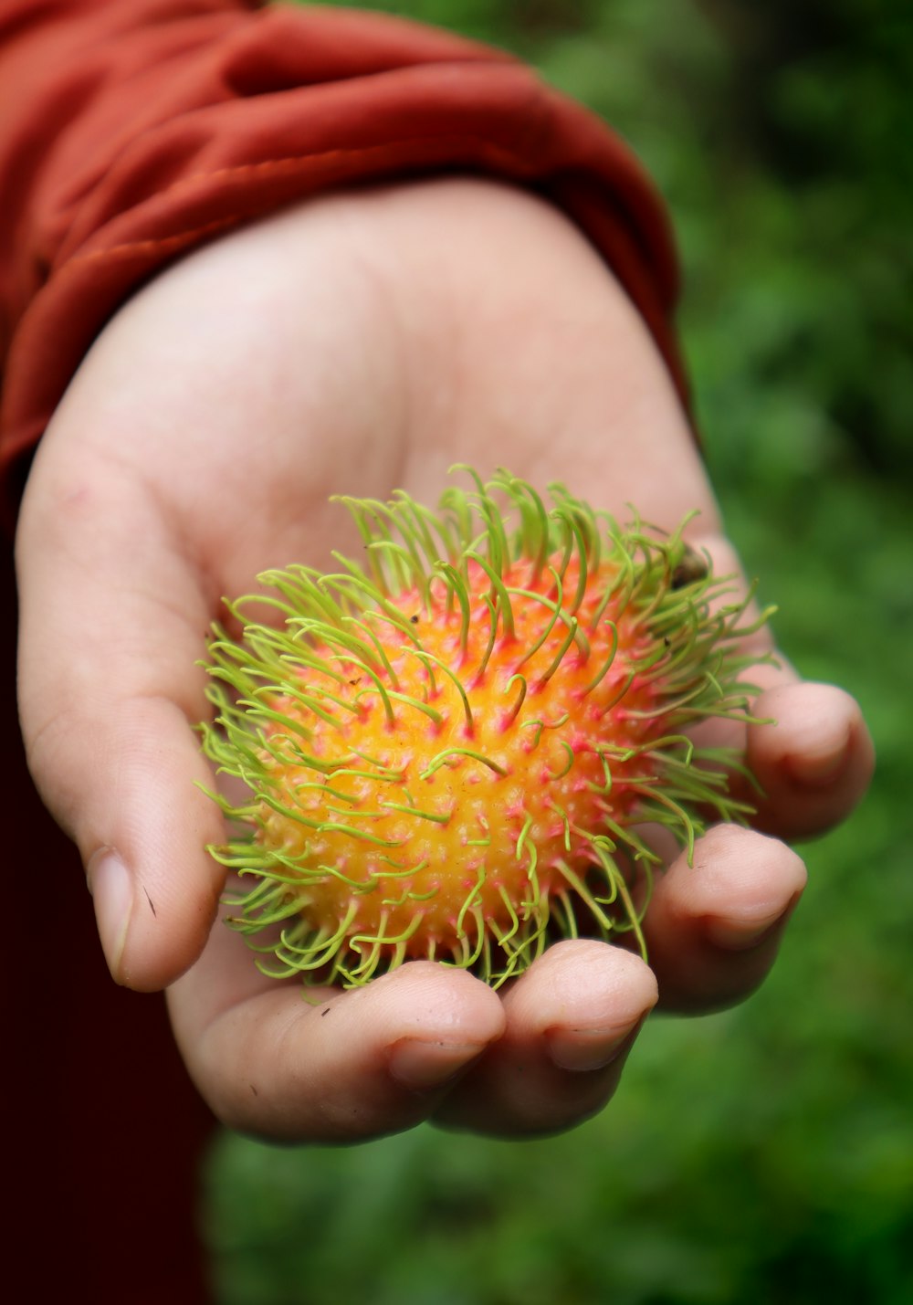 person holding green and brown round fruit