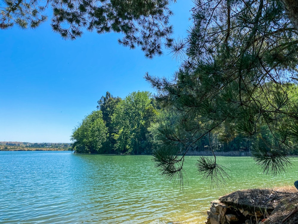 green trees beside body of water during daytime