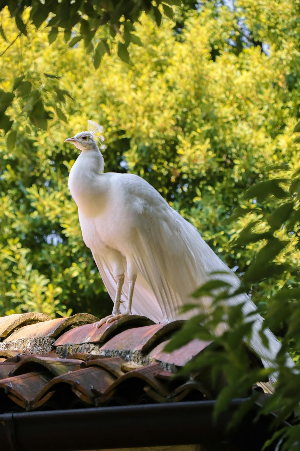 uccello bianco sul tetto marrone