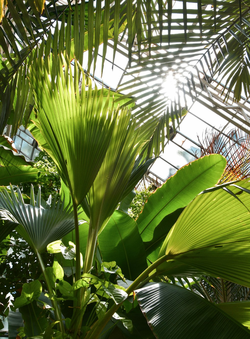 green banana tree during daytime