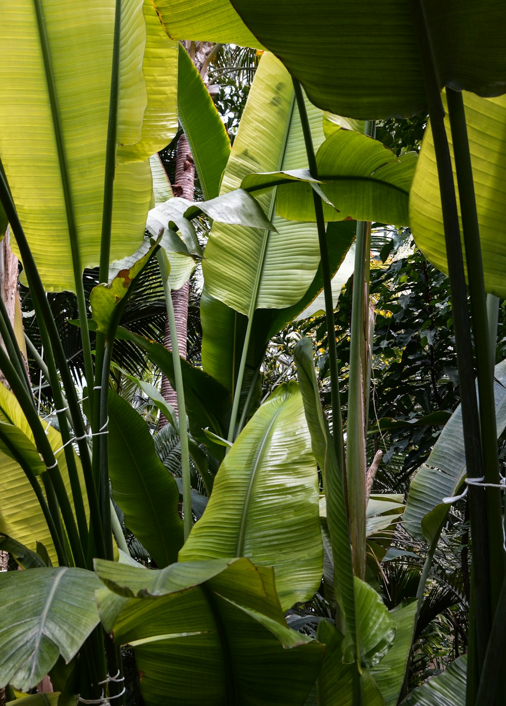 banana tree near green leaves during daytime